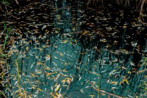 5 taikos planai: nuo Zelenskio formulės iki Trumpo pasiūlymų