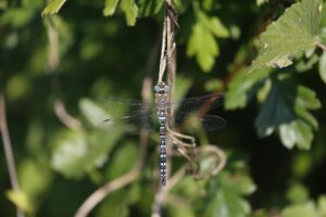 Migracijos krizė ES