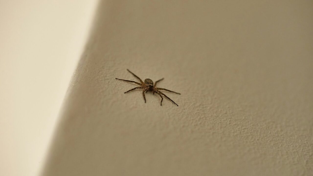 Didelis voras miegamajame ar vonioje: ar jis gali įkąsti ir ką daryti rudenį